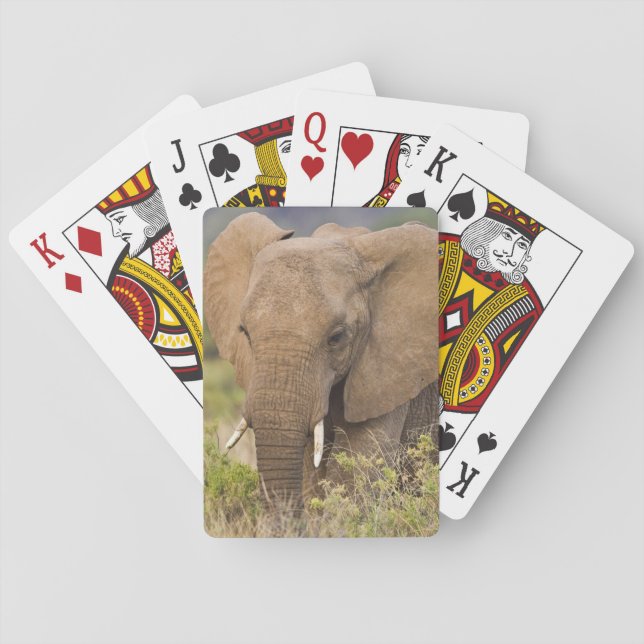 Afrika. Kenia. Elefant bei Samburu NP Spielkarten (Rückseite)