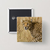 Afrika. Kenia. Gepard im Samburu NP. Button (Vorne & Hinten)
