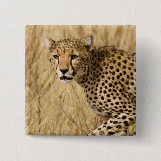 Afrika. Kenia. Gepard im Samburu NP. Button (Vorderseite)