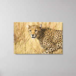 Afrika. Kenia. Gepard im Samburu NP. Leinwanddruck