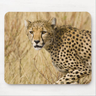 Afrika. Kenia. Gepard im Samburu NP. Mousepad