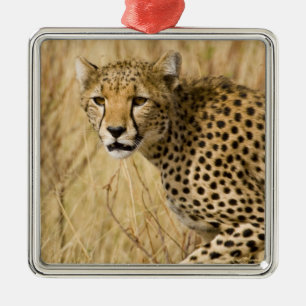 Afrika. Kenia. Gepard im Samburu NP. Ornament Aus Metall