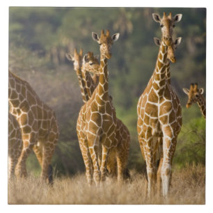 Afrika. Kenia. Herde Netz-Giraffen Fliese