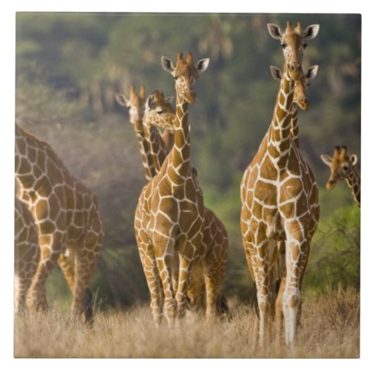Afrika. Kenia. Herde Netz-Giraffen Fliese (Vorderseite)