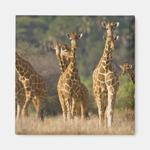 Afrika. Kenia. Herde Netz-Giraffen Magnet