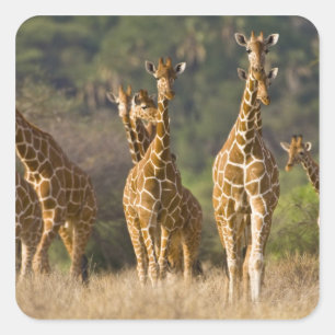 Afrika. Kenia. Herde Netz-Giraffen Quadratischer Aufkleber