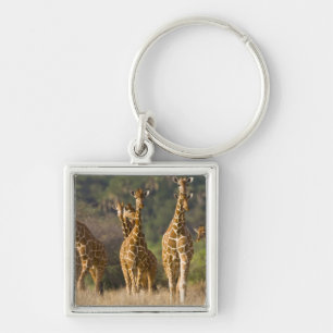 Afrika. Kenia. Herde Netz-Giraffen Schlüsselanhänger