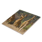 Afrika. Kenia. Herde retikulierter Giraffen Fliese (Seite)