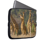 Afrika. Kenia. Herde retikulierter Giraffen Laptopschutzhülle (Vorne Rechts)
