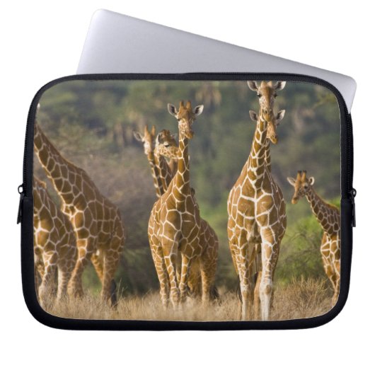 Afrika. Kenia. Herde retikulierter Giraffen Laptopschutzhülle (Vorderseite)