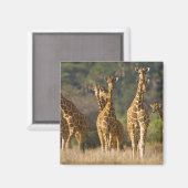 Afrika. Kenia. Herde retikulierter Giraffen Magnet (Vorderseite/Rückseite)