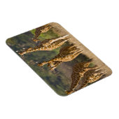 Afrika. Kenia. Herde retikulierter Giraffen Magnet (Rechte Seite)