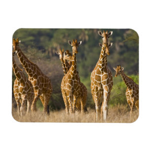 Afrika. Kenia. Herde retikulierter Giraffen Magnet