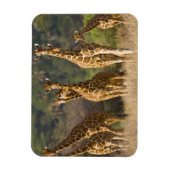 Afrika. Kenia. Herde retikulierter Giraffen Magnet (Vertikal)