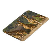 Afrika. Kenia. Herde retikulierter Giraffen Magnet (Linke Seite)