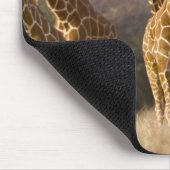 Afrika. Kenia. Herde retikulierter Giraffen Mousepad (Ecke)
