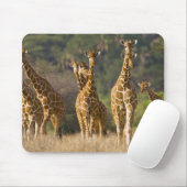 Afrika. Kenia. Herde retikulierter Giraffen Mousepad (Mit Mouse)