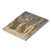 Afrika. Kenia. Herde retikulierter Giraffen Notizblock (Rotiert)