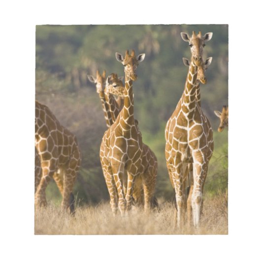 Afrika. Kenia. Herde retikulierter Giraffen Notizblock (Vorderseite)
