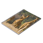 Afrika. Kenia. Herde retikulierter Giraffen Notizblock (Linke Seite)