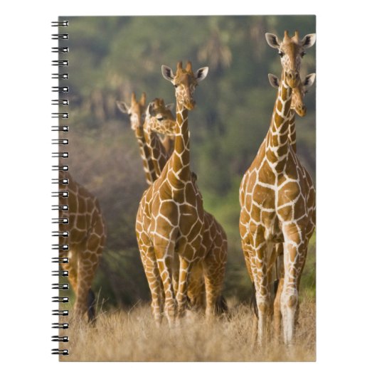 Afrika. Kenia. Herde retikulierter Giraffen Notizblock (Vorderseite)