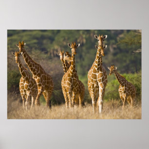 Afrika. Kenia. Herde retikulierter Giraffen Poster
