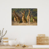 Afrika. Kenia. Herde retikulierter Giraffen Poster (Küche)