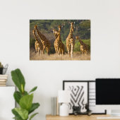 Afrika. Kenia. Herde retikulierter Giraffen Poster (Heimbüro)