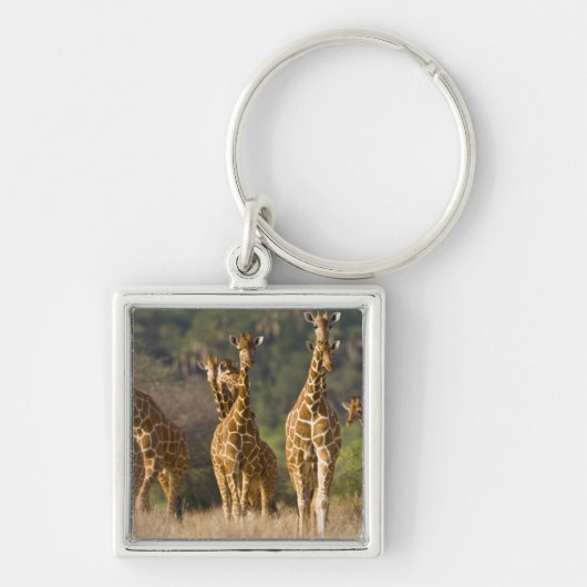Afrika. Kenia. Herde retikulierter Giraffen Schlüsselanhänger (Vorne)