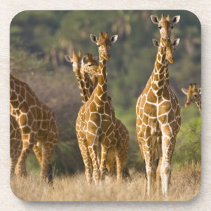 Afrika. Kenia. Herde von Netz-Giraffen Getränkeuntersetzer