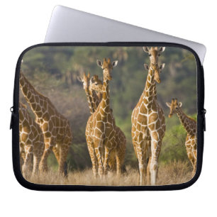 Afrika. Kenia. Herde von Netz-Giraffen Laptopschutzhülle
