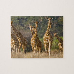 Afrika. Kenia. Herde von Netz-Giraffen Puzzle