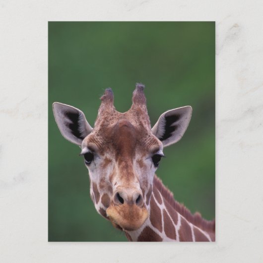 Afrika, Kenia, Impala Ranch. Netz Postkarte (Vorderseite)