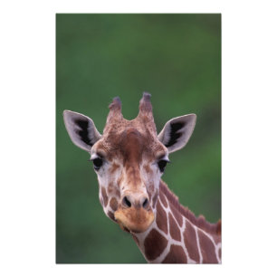 Afrika, Kenia, Impala Ranch. retikanimiert Fotodruck