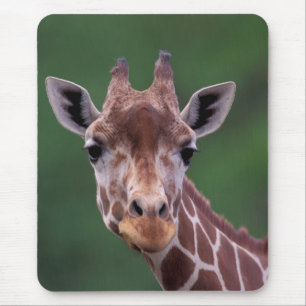 Afrika, Kenia, Impala Ranch. retikanimiert Mousepad