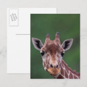 Afrika, Kenia, Impala Ranch. retikanimiert Postkarte (Vorne/Hinten)