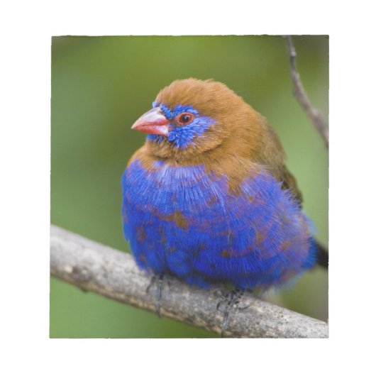 Afrika. Kenia. Lila Grenadier Notizblock (Vorderseite)