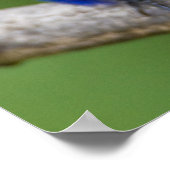 Afrika. Kenia. Lila Grenadier Poster (Ecke)