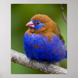 Afrika. Kenia. Lila Grenadier Poster