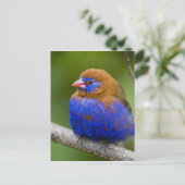 Afrika. Kenia. Lila Grenadier Postkarte (Stehend Vorderseite)