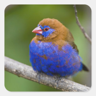 Afrika. Kenia. Lila Grenadier Quadratischer Aufkleber