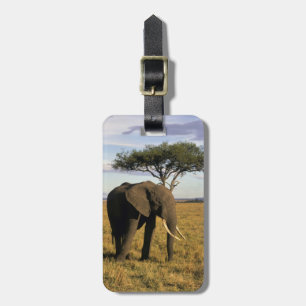 Afrika, Kenia, Maasai Mara. Ein Elefant in der Gepäckanhänger
