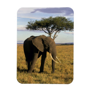 Afrika, Kenia, Maasai Mara. Ein Elefant in der Magnet