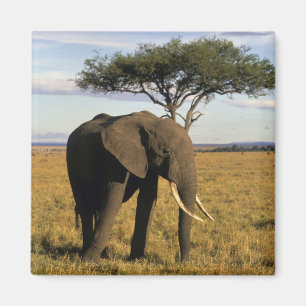 Afrika, Kenia, Maasai Mara. Ein Elefant in der Magnet