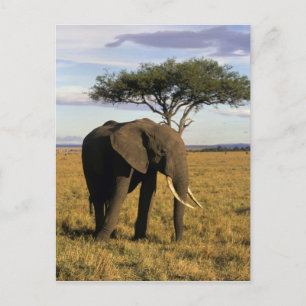 Afrika, Kenia, Maasai Mara. Ein Elefant in der Postkarte