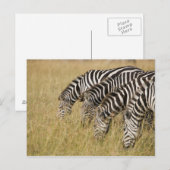 Afrika, Kenia, Maasai Mara Postkarte (Vorne/Hinten)