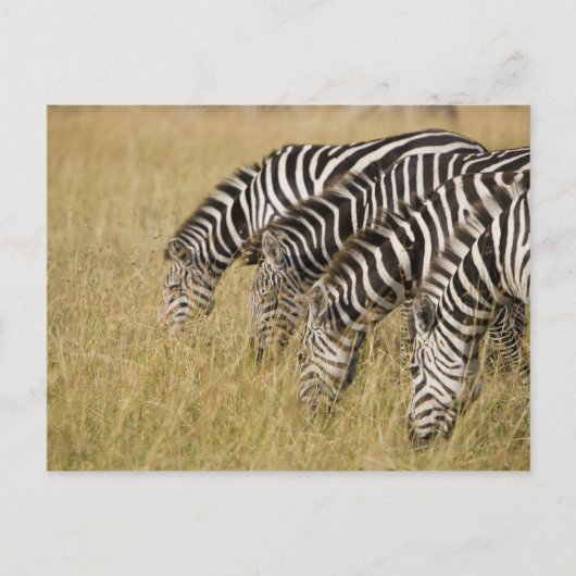 Afrika, Kenia, Maasai Mara Postkarte (Vorderseite)