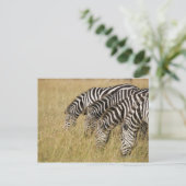 Afrika, Kenia, Maasai Mara Postkarte (Stehend Vorderseite)