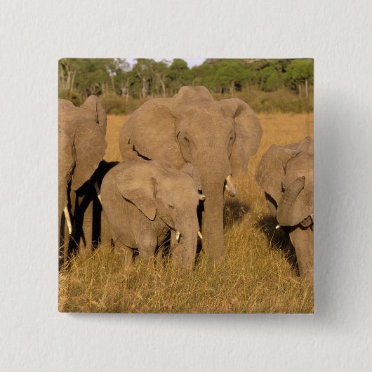 Afrika, Kenia, Masai Mara. Afrikanischer Elefant Button (Vorderseite)