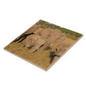 Afrika, Kenia, Masai Mara. Afrikanischer Elefant Fliese (Seite)